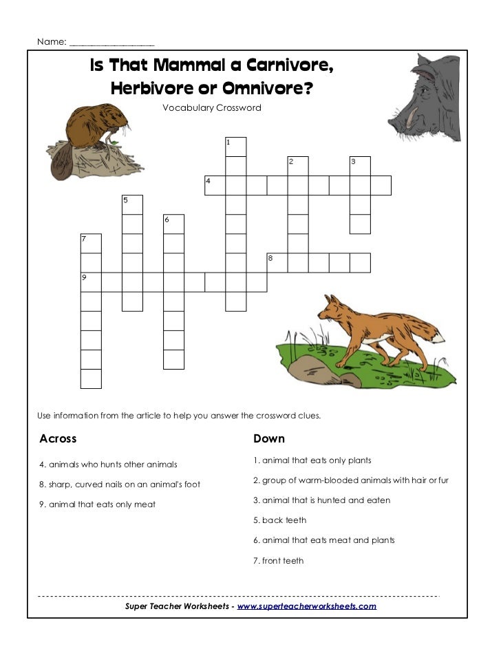 carnivores herbivores or omnivore carnivores herbivores and omnivores