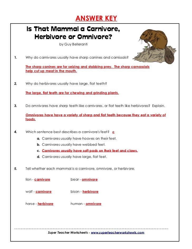 carnivores-herbivores-or-omnivore
