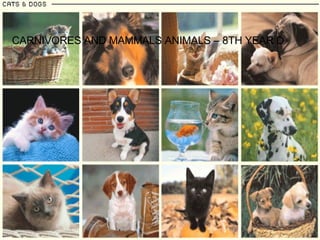 CARNIVORES AND MAMMALS ANIMALS – 8TH YEAR D 