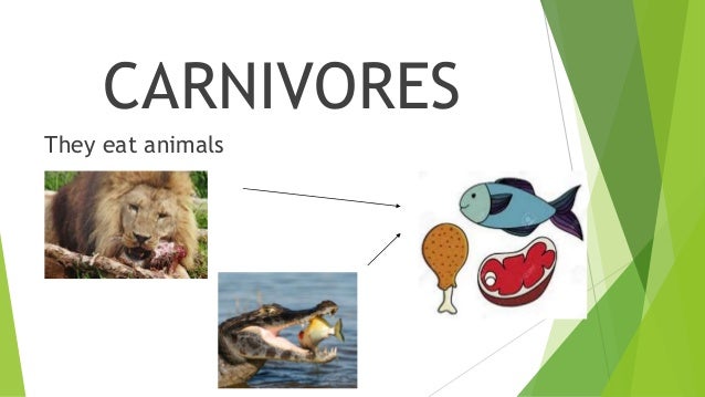 is a mouse a carnivore herbivore or omnivore