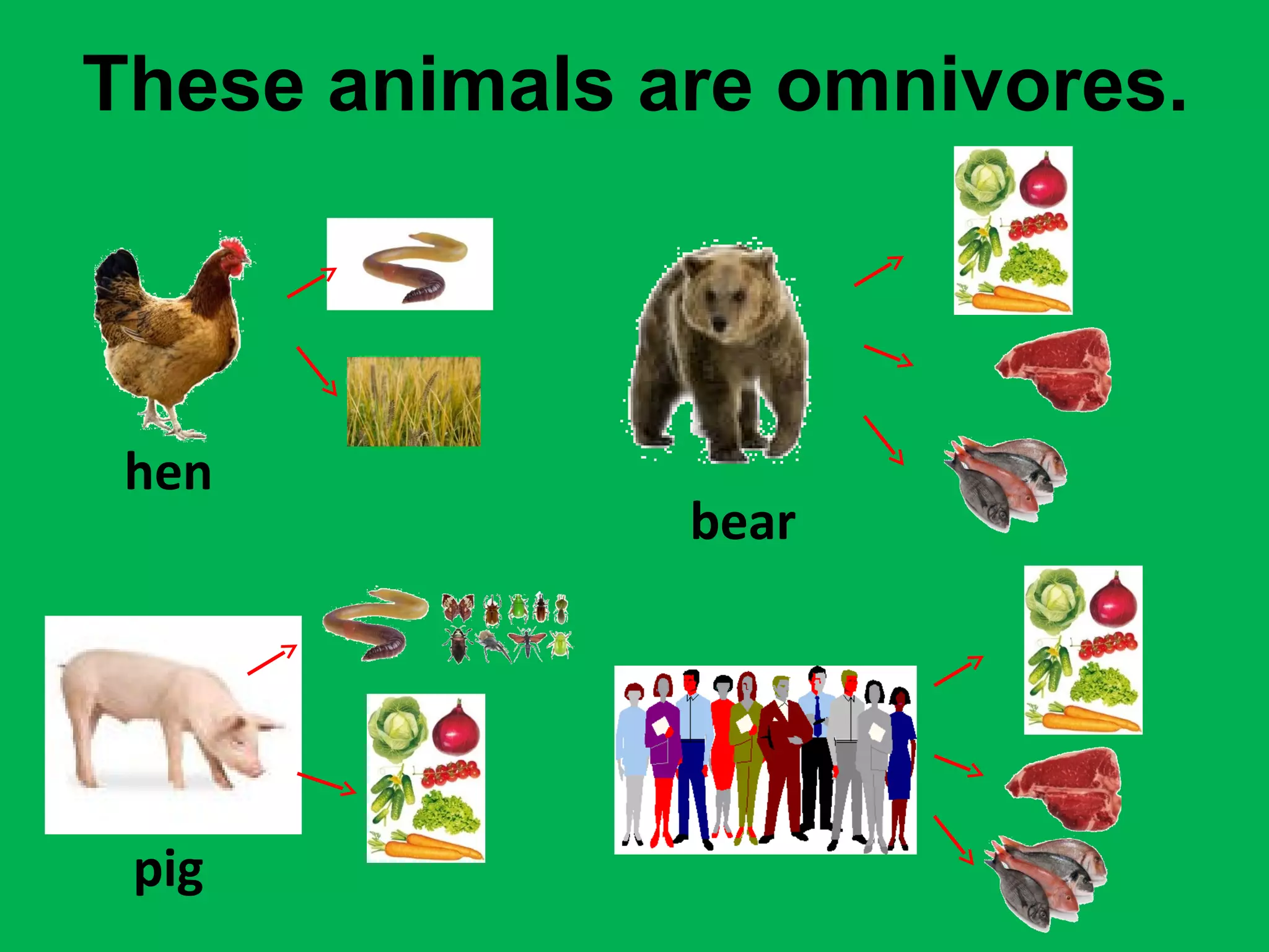 Carnivores herbivores omnivores blog | PPT, image size:2048x1536