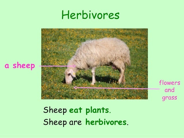 Carnivores herbivores omnivores_KAH