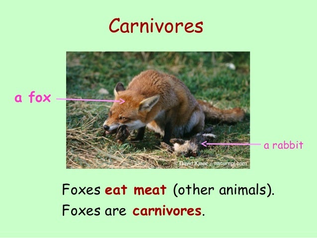 Is a fox an omnivore?