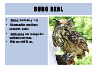 BUHO REAL Hábitat : Montañas y ricos. Alimentación : mamíferos (roedores) y aves . Nidificación : cría en roquedos, cavidades o grietas. Mide entre 62-72 cm. 