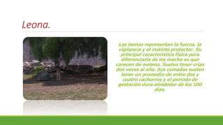 Leona.
Las leonas representan la fuerza, la
vigilancia y el instinto protector. Su
principal característica física para
diferenciarla de los macho es que
carecen de melena. Suelen tener crías
dos veces al año. Sus camadas suelen
tener un promedio de entre dos y
cuatro cachorros y el periodo de
gestación dura alrededor de los 100
días.
 