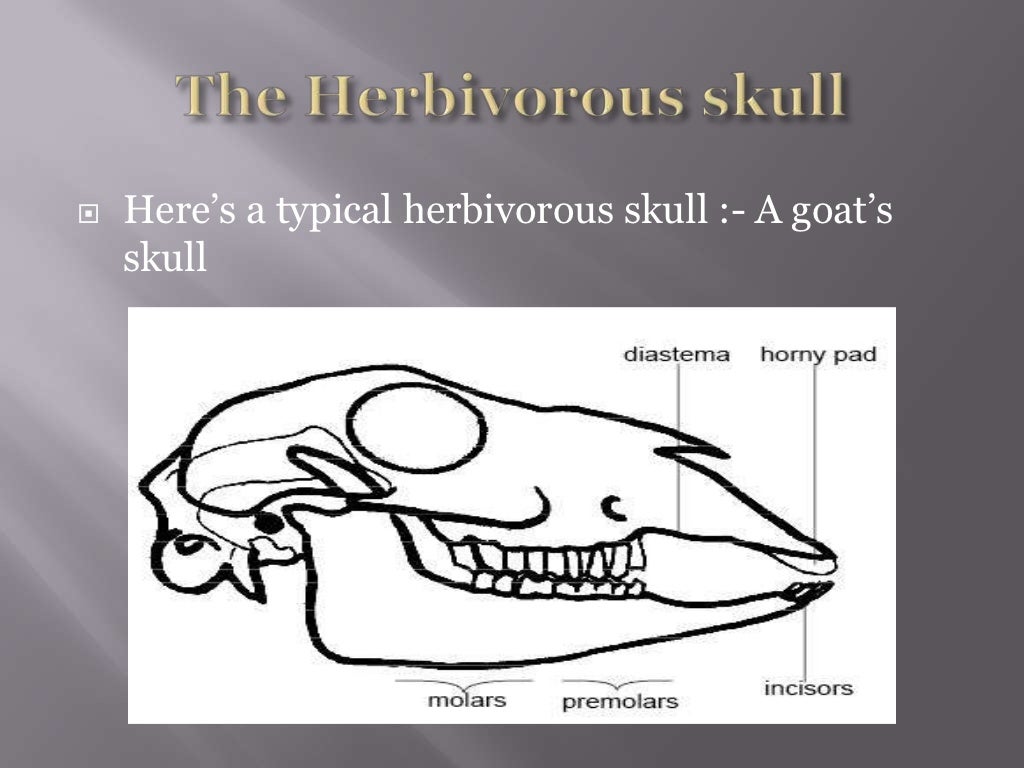 Carnivorous & herbivorous skulls
