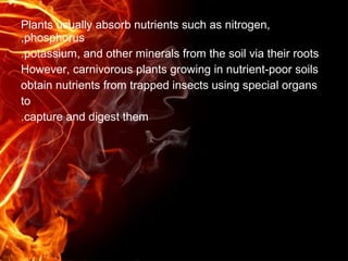 Carnivorous plant | PPT