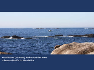 Os Miñarzos (ao fondo). Pedras que dan nome
á Reserva Mariña do Mar de Lira.
 