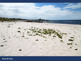 Area da Arca
 