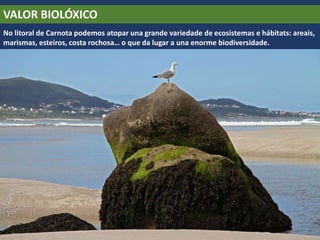 VALOR BIOLÓXICO
No litoral de Carnota podemos atopar una grande variedade de ecosistemas e hábitats: areais,
marismas, esteiros, costa rochosa… o que da lugar a una enorme biodiversidade.
 