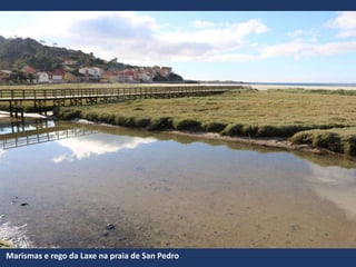 Marismas e rego da Laxe na praia de San Pedro
 