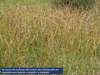 Os xuncos son as plantas máis comúns das marismas pola súa
capacidade para soportar o mergullo e a salinidade.
 