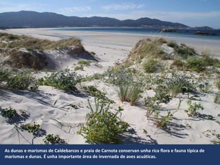 As dunas e marismas de Caldebarcos e praia de Carnota conservan unha rica flora e fauna típica de
marismas e dunas. É unha importante área de invernada de aves acuáticas.
 