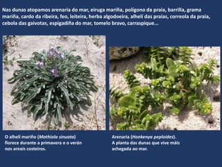 Nas dunas atopamos arenaria do mar, eiruga mariña, polígono da praia, barrilla, grama
mariña, cardo da ribeira, feo, leiteira, herba algodoeira, alhelí das praias, correola da praia,
cebola das gaivotas, espigadiña do mar, tomelo bravo, carraspique...
Arenaria (Honkenya peploides).
A planta das dunas que vive máis
achegada ao mar.
O alhelí mariño (Mathiola sinuata)
florece durante a primavera e o verán
nos areais costeiros.
 