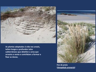 Feo da praia
(Amophyla arenaria)
As plantas adaptadas á vida nos areais,
teñen longos e profundos talos
subterráneos que deteñen a area que
arrastra o vento e contribúen a formar e
fixar as dunas.
 
