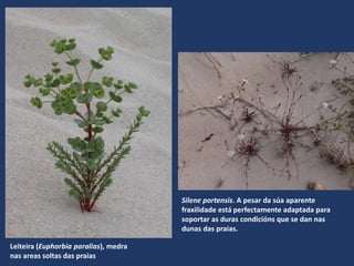 Leiteira (Euphorbia paralias), medra
nas areas soltas das praias
Silene portensis. A pesar da súa aparente
fraxilidade está perfectamente adaptada para
soportar as duras condicións que se dan nas
dunas das praias.
 