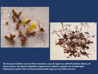 Pan de paxaro (Sedum acre), de flores amarelas e uvas de lagarto ou piñeiriña (Sedum álbum), de
flores brancas. Son plantas adaptadas a lugares secos, pobres e expostos ao sol (pedregais,
tellados) que tamén viven nas dunas almacenando auga nas súas follas carnosas
 