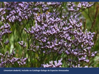 Limonium dodartii, incluído no Catálogo Galego de Especies Ameazadas
 