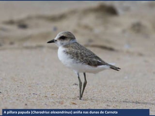 A píllara papuda (Charadrius alexandrinus) aniña nas dunas de Carnota
 