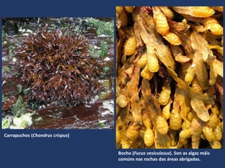 Carrapuchos (Chondrus crispus)
Bocho (Fucus vesiculosus). Son as algas máis
comúns nas rochas das áreas abrigadas.
 