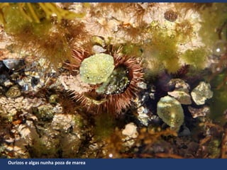 Ourizos e algas nunha poza de marea
 