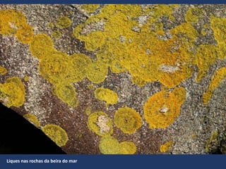 Liques nas rochas da beira do mar
 
