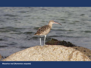 Mazarico real (Numenius arquata)
 