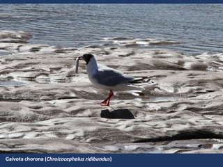 Gaivota chorona (Chroicocephalus ridibundus)
 