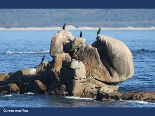 Corvos mariños
 