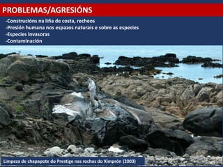 PROBLEMAS/AGRESIÓNS
-Construcións na liña de costa, recheos
-Presión humana nos espazos naturais e sobre as especies
-Especies invasoras
-Contaminación
Limpeza de chapapote do Prestige nas rochas do Ximprón (2003)
 