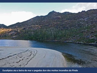 Eucaliptos ata a beira do mar e pegadas dun dos moitos incendios do Pindo
 