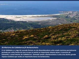 26-Marisma de Caldebarcos/A Berberecheira
O río Valdebois e o rego de Louredo forman na súa desembocadura unha ampla marisma parcialmente
pechada por unha frecha de area na que se asenta un importante sistema dunar. A marisma de
Estivariña, o areal interior de Caldebarcos chamado tamén a Berberecheira é unha área dunha grande
riqueza ecolóxica que acolle un importante banco de berberechos.
 
