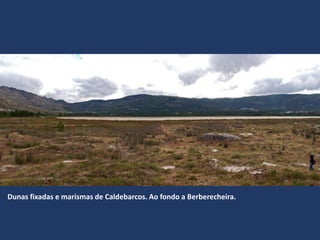 Dunas fixadas e marismas de Caldebarcos. Ao fondo a Berberecheira.
 