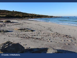 O Caxido. A Malladoira.
 