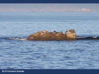 32-O Corveiro Grande
 