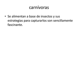 carnívoras 
• Se alimentan a base de insectos y sus 
estrategias para capturarlos son sencillamente 
fascinante. 
