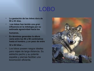 LOBO La gestación de los lobos dura de 60 a 63 días. Los lobos han tenido una gran influencia en la mitología por su estimada agresividad hacia los humanos.   En términos generales la altura varía entre los 60 a 90 centímetros hasta el hombro, y un peso de entre 32 a 62 kilos  . Los lobos poseen rasgos ideales para viajes de larga distancia. Su estrecho pecho y su potente espalda y piernas facilitan una locomoción eficiente.  