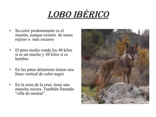 LOBO IBÉRICO Su color predominante es el marrón, aunque existen de tonos rojizos o más oscuros El peso medio ronda los 40 kilos si es un macho y 30 kilos si es hembra En las patas delanteras tienen una línea vertical de color negro En la zona de la cruz, tiene una mancha oscura. También llamada “silla de montar”.