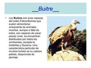 __ Buitre __ Los  Buitres  son aves rapaces del orden Falconiformes que suelen alimentarse únicamente de animales muertos, aunque a falta de estos, son capaces de cazar piezas vivas. se encuentran distribuidos por todos los continentes, excepto la Antártida y Oceanía. Una característica particular de muchos buitres es su cabeza pelada, desprovista de plumaje. 