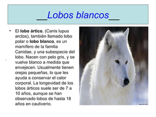 __ Lobos blancos __ El  lobo ártico , (Canis lupus arctos), también llamado lobo polar o  lobo blanco , es un mamífero de la familia Canidae, y una subespecie del lobo. Nacen con pelo gris, y se vuelve blanco a medida que envejecen. Usualmente tienen orejas pequeñas, lo que les ayuda a conservar el calor corporal. La longevidad de los lobos árticos suele ser de 7 a 10 años, aunque se han observado lobos de hasta 18 años en cautiverio.  .  