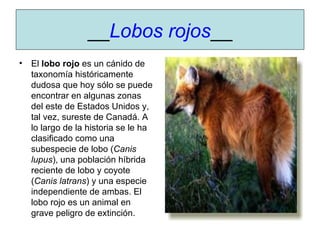 __ Lobos rojos __ El  lobo rojo  es un cánido de taxonomía históricamente dudosa que hoy sólo se puede encontrar en algunas zonas del este de Estados Unidos y, tal vez, sureste de Canadá. A lo largo de la historia se le ha clasificado como una subespecie de lobo ( Canis lupus ), una población híbrida reciente de lobo y coyote ( Canis latrans ) y una especie independiente de ambas. El lobo rojo es un animal en grave peligro de extinción. 