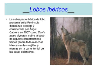 __ Lobos ibéricos __ La subespecie ibérica de lobo presente en la Península Ibérica fue descrita y considerada por Ángel Cabrera en 1907 como  Canis lupus signatus , sobre la base de algunas características físicas (sobre todo manchas blancas en las mejillas y marcas en la parte frontal de las patas delanteras. 