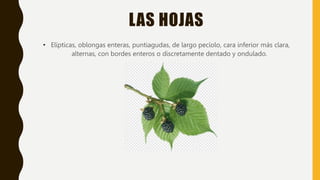 LAS HOJAS
• Elípticas, oblongas enteras, puntiagudas, de largo pecíolo, cara inferior más clara,
alternas, con bordes enteros o discretamente dentado y ondulado.
 
