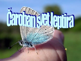 Čaroban svet leptira- Milica Stojanović- Marija Cvetković