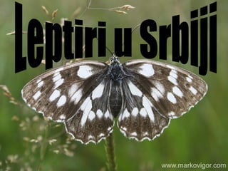Čaroban svet leptira- Milica Stojanović- Marija Cvetković