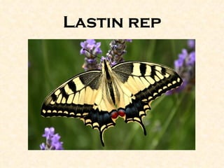 Lastin rep
 