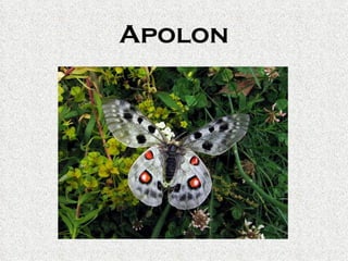 Apolon
 