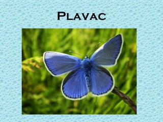Plavac
 