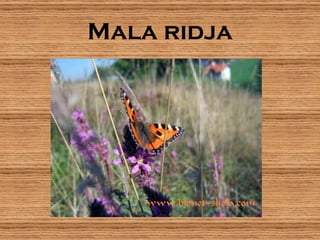 Mala ridja
 