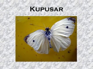 Kupusar
 